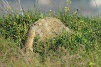 European ground squirrel