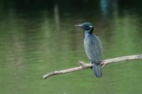 Phalacrocorax fuscicollis