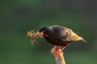 Sturnus unicolor