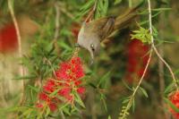 Lichenostomus chrysops