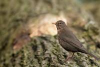 Turdus merula