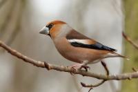 Coccothraustes coccothraustes