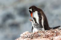 Antartica fauna