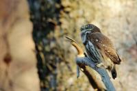 Glaucidium passerinum 