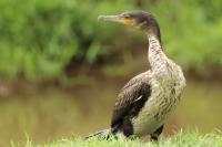 Phalacrocorax lucidus