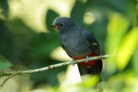 Trogon massena