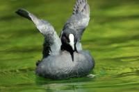 Fulica atra australis