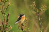 Saxicola rubicola