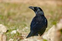 Corvus corone