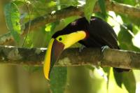 Ramphastos swainsonii