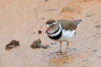 Charadrius tricollaris