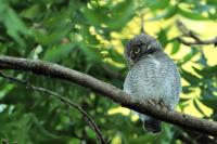 Glaucidium radiatum