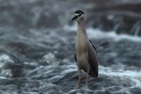 Nycticorax nycticorax