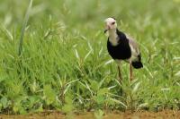 Vanellus crassirostris 