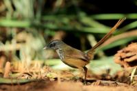 Prinia atrogularis