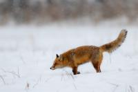 Red fox