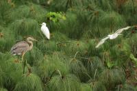 Ardea herodias