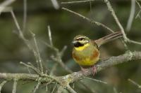 Emberiza cirlus