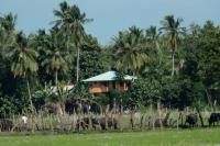 Sri Lanka Landscape