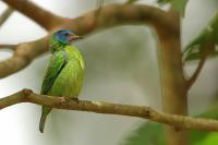 Dacnis cayana