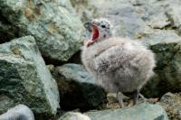 Larus dominicanus