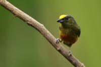 Euphonia gouldi