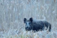 Wild boar