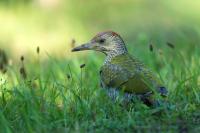 Picus viridis