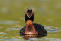 Podiceps auritus