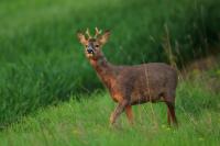 Roe deer