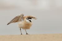 Charadrius marginatus