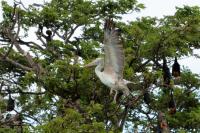 Pelecanus philippensis