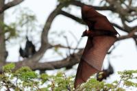 Indian flying fox