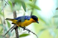 Euphonia violacea