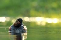 Podiceps nigricollis