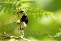 Tangara larvata