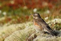 Turdus iliacus