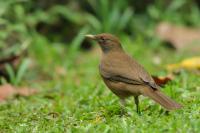 Turdus grayi