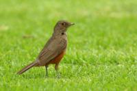 Turdus rufiventris