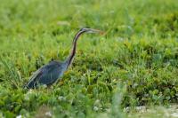 Ardea purpurea