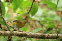 Euphonia minuta