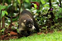 White-nosed coati