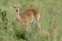 Bohor reedbuck