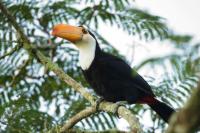 Ramphastos toco