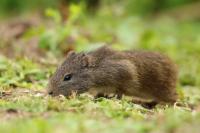 Brazilian guinea pig