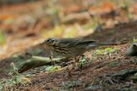 Anthus hodgsoni