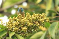 Dacnis venusta