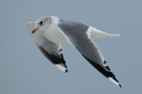 Larus canus