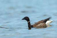 Branta bernicla