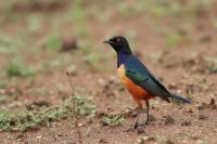 Lamprotornis hildebrandti